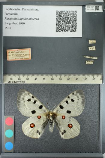 Media type: image;   Entomology 175105